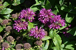 Pocahontas Purple Rose Beebalm (Monarda didyma 'Pocahontas Purple Rose') at Lakeshore Garden Centres
