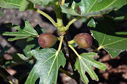 Little Miss Figgy Fig (Ficus carica 'MAJOAM') at Golden Acre Home & Garden