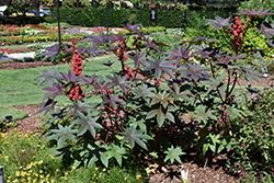 Carmencita Castor Bean (Ricinus communis 'Carmencita Bright Red') at Lakeshore Garden Centres