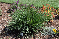 Coolvista Dianella (Dianella revoluta 'Allyn-Citation') at Lakeshore Garden Centres