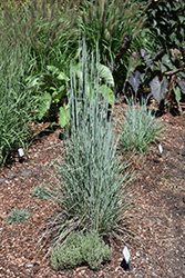 Hit Parade Good Vibrations Little Bluestem (Schizachyrium scoparium 'Good Vibrations') at Lakeshore Garden Centres