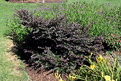Sparkling Sangria Chinese Fringeflower (Loropetalum chinense 'PIILC-II') at Lakeshore Garden Centres