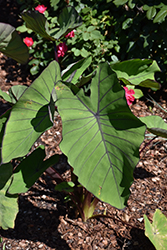 Royal Hawaiian White Lava Elephant Ear (Colocasia esculenta 'White Lava') at Lakeshore Garden Centres
