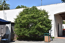 Yaupon Holly (Ilex vomitoria) at Lakeshore Garden Centres