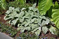 Silver Sage (Salvia argentea 'Artemis') at Lakeshore Garden Centres