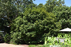 Patty's Secret Osmanthus (Osmanthus x fortunei 'Patty's Secret') at Lakeshore Garden Centres