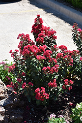 Rikki Tikki Rouge Crapemyrtle (Lagerstroemia indica 'SMNLIMG') at Lakeshore Garden Centres