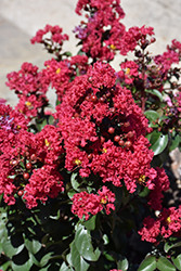 Rikki Tikki Rouge Crapemyrtle (Lagerstroemia indica 'SMNLIMG') at Lakeshore Garden Centres