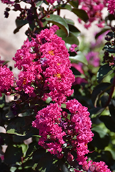 Rikki Tikki Pink Crapemyrtle (Lagerstroemia indica 'SMNLIDS') at Lakeshore Garden Centres