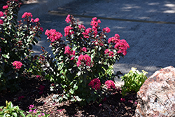 Rikki Tikki Pink Crapemyrtle (Lagerstroemia indica 'SMNLIDS') at Lakeshore Garden Centres