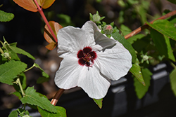 Brazilian Rock Rose (Pavonia braziliensis) at Lakeshore Garden Centres
