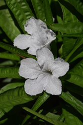 Katie White Dwarf Mexican Petunia (Ruellia brittoniana 'Katie White') at Lakeshore Garden Centres