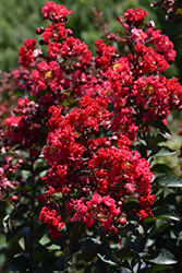 Princess Zoey Crapemyrtle (Lagerstroemia 'GA 0702') at Lakeshore Garden Centres