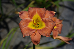 Caribbean Coral Kokomo Daylily (Hemerocallis 'SPd 06-14') at Lakeshore Garden Centres