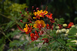 Mexican Bird Of Paradise (Caesalpinia pulcherrima) at Lakeshore Garden Centres