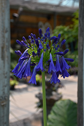 Elaine Agapanthus (Agapanthus 'Elaine') at Lakeshore Garden Centres