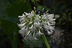 Getty White Agapanthus (Agapanthus praecox 'Getty White') at Lakeshore Garden Centres