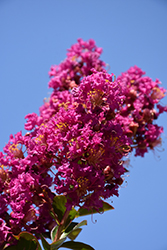 Twilight Crapemyrtle (Lagerstroemia indica 'Twilight') at Lakeshore Garden Centres