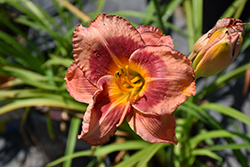 Bahama PInk Sky Kokomo Daylily (Hemerocallis 'SPd 06-01') at Lakeshore Garden Centres