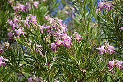 Timeless Beauty Desert Willow (Chilopsis linearis 'Monhews') at Lakeshore Garden Centres