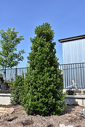 Robin Holly (Ilex 'Conin') at Lakeshore Garden Centres