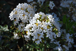 Diamond Dazzle Crapemyrtle (Lagerstroemia 'PIILAG I') at Lakeshore Garden Centres