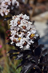 Ebony And Ivory Crapemyrtle (Lagerstroemia 'Ebony And Ivory') at Lakeshore Garden Centres