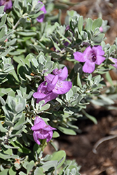 RenegadeTexas Sage (Leucophyllum frutescens 'Renegade') at Lakeshore Garden Centres