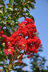 Miss Frances Crapemyrtle (Lagerstroemia 'Miss Frances') at Lakeshore Garden Centres