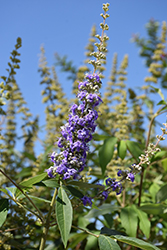 Shoal Creek Chaste Tree (Vitex agnus-castus 'Shoal Creek') at Lakeshore Garden Centres