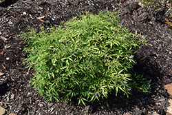 Blue Puffball Chaste Tree (Vitex agnus-castus 'PIIVAC-II') at Lakeshore Garden Centres
