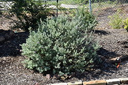 RenegadeTexas Sage (Leucophyllum frutescens 'Renegade') at Lakeshore Garden Centres