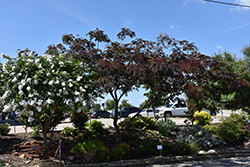 Summer Chocolate Mimosa (Albizia julibrissin 'Summer Chocolate') at Lakeshore Garden Centres