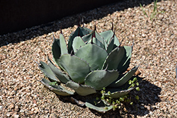 Artichoke Agave (Agave parryi var. truncata) at Lakeshore Garden Centres
