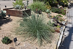 Little Bluestem (Schizachyrium scoparium) at Peter Knippel Garden Centre