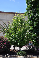 Goldspire Ginkgo (Ginkgo biloba 'Goldspire') at Peter Knippel Garden Centre