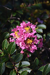 Princess Lyla Crapemyrtle (Lagerstroemia 'GA 0804') at Lakeshore Garden Centres