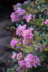 Princess Lyla Crapemyrtle (Lagerstroemia 'GA 0804') at Lakeshore Garden Centres