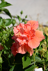 Tangerine Dream Hibiscus (Hibiscus rosa-sinensis 'Double Orange') at Lakeshore Garden Centres