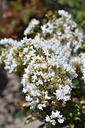 Diamond Dazzle Crapemyrtle (Lagerstroemia 'PIILAG I') at Lakeshore Garden Centres
