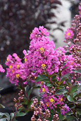 Princess Jaden Crapemyrtle (Lagerstroemia 'GA 0810') at Lakeshore Garden Centres