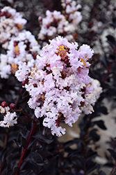 Ebony Glow Crapemyrtle (Lagerstroemia 'Ebony Glow') at Lakeshore Garden Centres