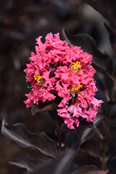 Ebony Rose Crapemyrtle (Lagerstroemia 'Ebony Rose') at Lakeshore Garden Centres