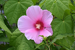 Big Hit Pink Hibiscus (Hibiscus 'Happa Pink') at Lakeshore Garden Centres