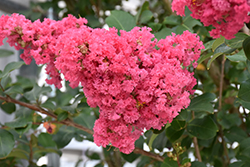 Tuscarora Crapemyrtle (Lagerstroemia 'Tuscarora') at Lakeshore Garden Centres