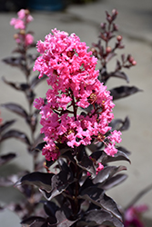 Ebony Rose Crapemyrtle (Lagerstroemia 'Ebony Rose') at Lakeshore Garden Centres
