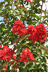Miss Frances Crapemyrtle (Lagerstroemia 'Miss Frances') at Lakeshore Garden Centres