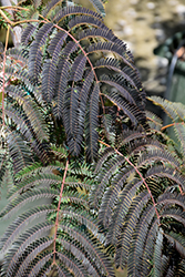 Chocolate Fountain Mimosa (Albizia julibrissin 'NCAJI') at Lakeshore Garden Centres