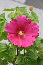 Red Confederate Rose (Hibiscus mutabilis 'Rubrum') at Lakeshore Garden Centres