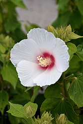 Big Hit White Hibiscus (Hibiscus 'Happa White') at Lakeshore Garden Centres